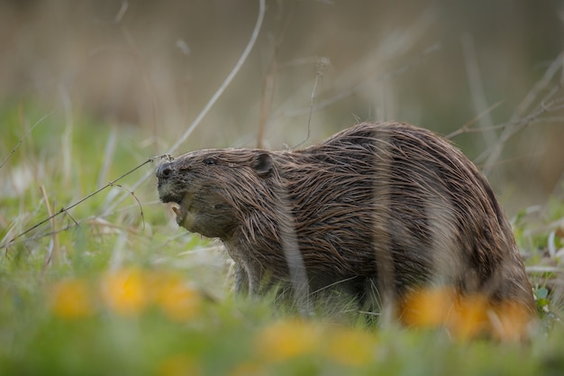 castoro europeo selvatico nel bellissimo habitat naturale della repubblica ceca