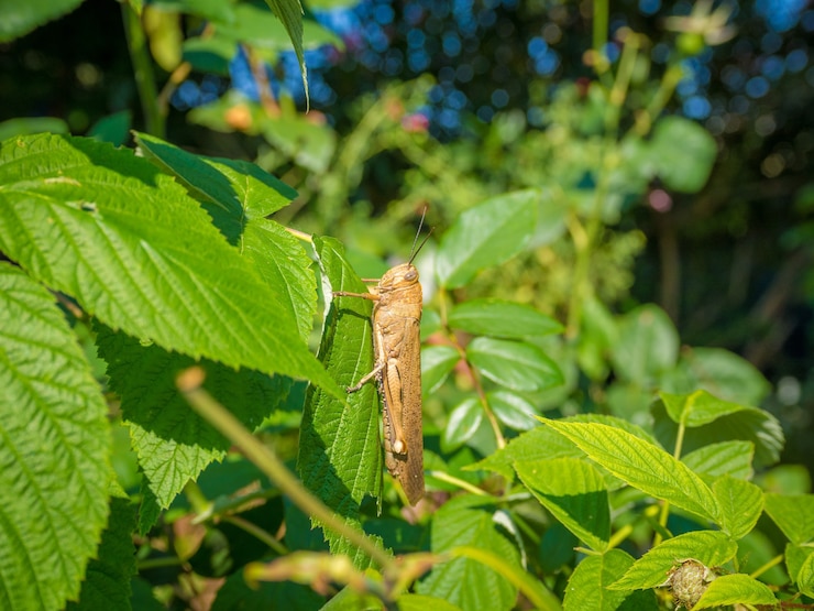 Foto gratuito cavalletta su una pianta con foglie verdi