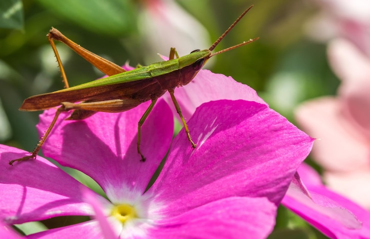 Foto gratuito cavalletta verde su un fiore rosa