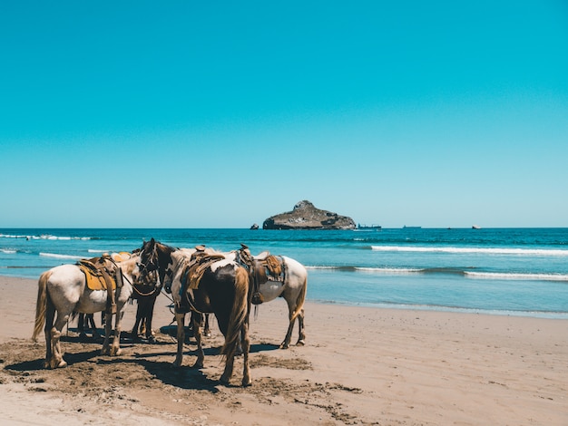 Cavalli in piedi vicino alla spiaggia vicino al mare cristallino e una montagna