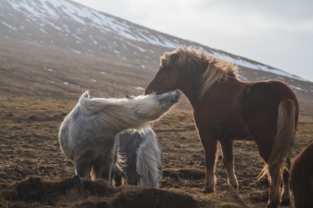Cavalli islandesi che giocano in un campo coperto di neve ed erba sotto la luce del sole in Islanda