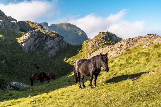 Cavalli selvaggi sulla montagna Penas de Aya a Oiartzun, Gipuzkoa, Spagna