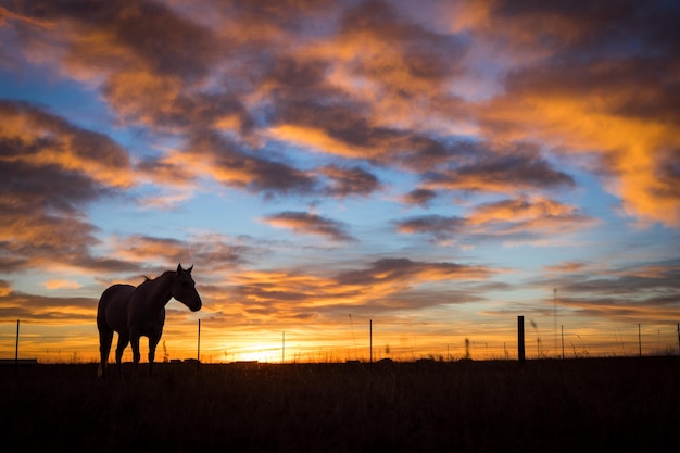 Cavallo al pascolo durante l'alba nel Wyoming sudorientale.