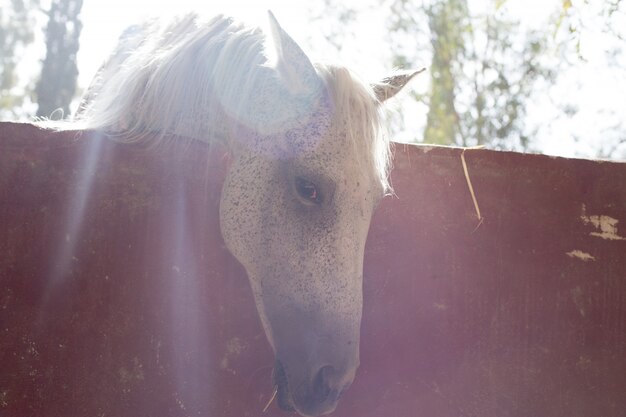 Cavallo bianco