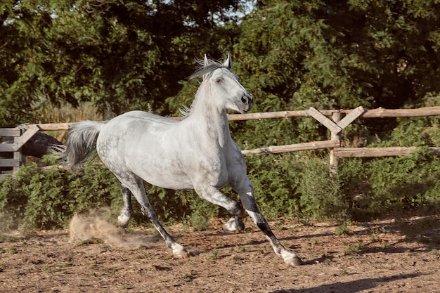 Cavallo che corre nel paddock sulla sabbia in estate. Animali nel ranch.