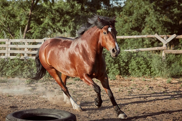 Cavallo che corre nel paddock sulla sabbia in estate. Animali nel ranch.