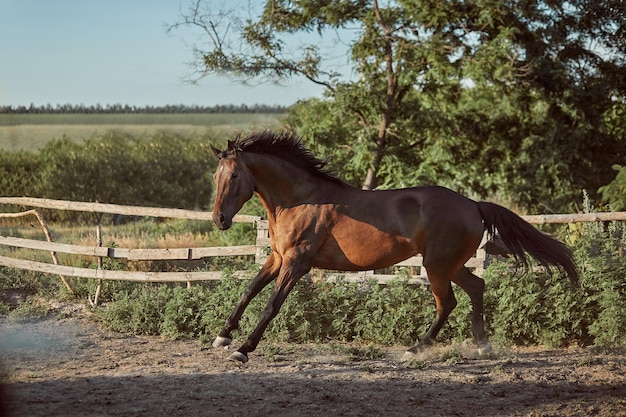 Cavallo che corre nel paddock sulla sabbia in estate. Animali nel ranch.