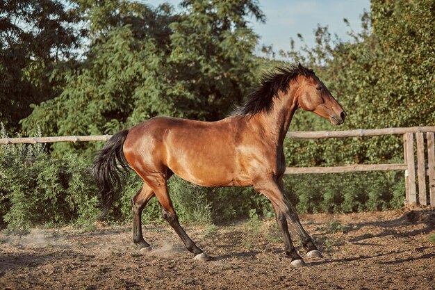 Cavallo che corre nel paddock sulla sabbia in estate. Animali nel ranch.