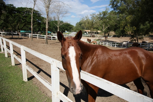 Cavallo dietro una recinzione