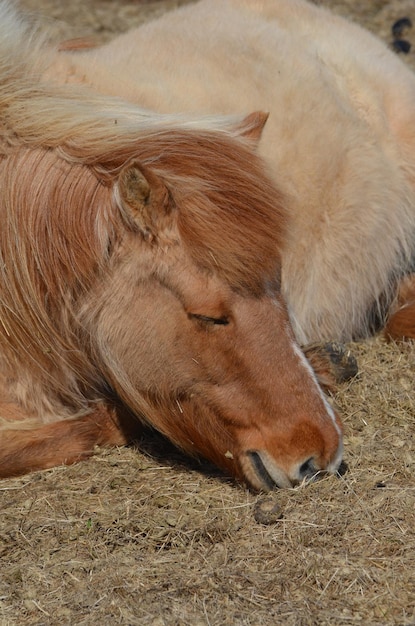 Cavallo islandese di Roano di fragola addormentata