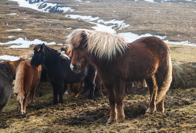 Cavallo islandese in un campo circondato da cavalli e la neve sotto la luce del sole in Islanda