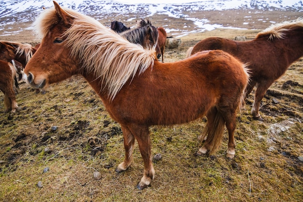 Cavallo islandese in un campo circondato da cavalli e neve sotto la luce del sole in Islanda