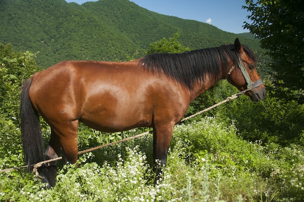 cavallo marrone al prato che sta sull'erba durante il giorno.