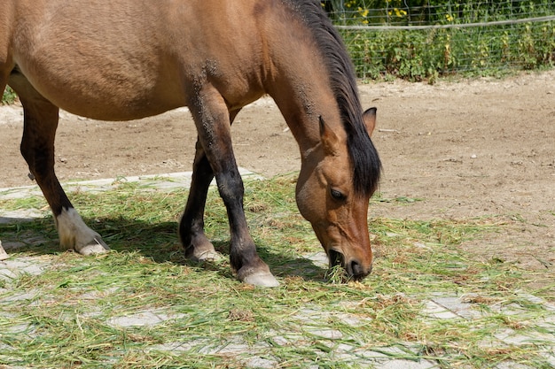 Cavallo marrone che pasce sul pascolo in una fattoria