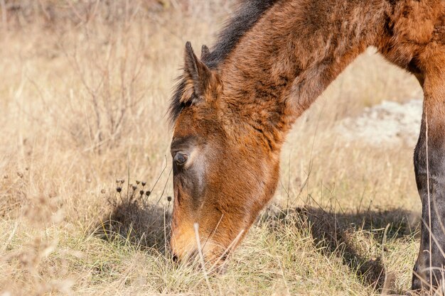 Cavallo selvaggio nella foresta all'aperto