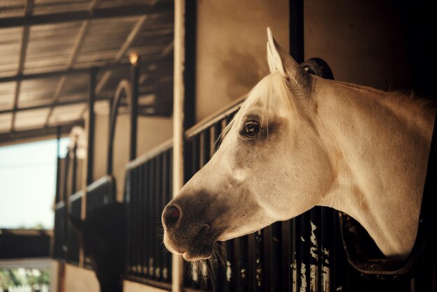 Cavallo sulla natura