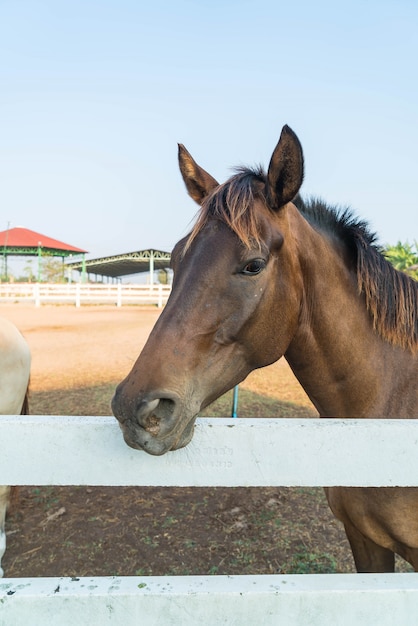 cavallo