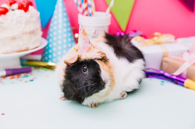 Cavia con cappello da festa in testa seduto vicino alla decorazione di compleanno