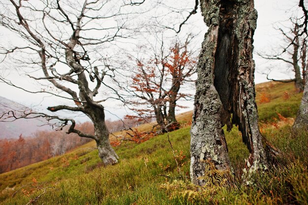 Cavità dell'albero di birra nella foresta di autunno sulle montagne