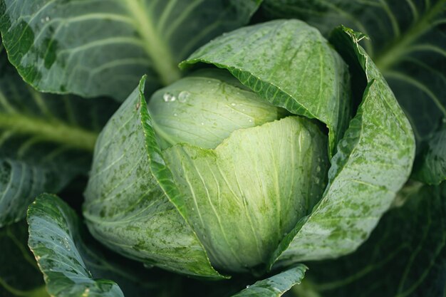 Cavolo cappuccio fresco nello sfondo naturale strutturato del primo piano del giardino