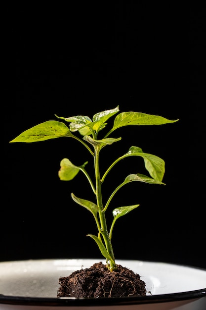 Celebrazione del giorno di Arbor con pianta verde