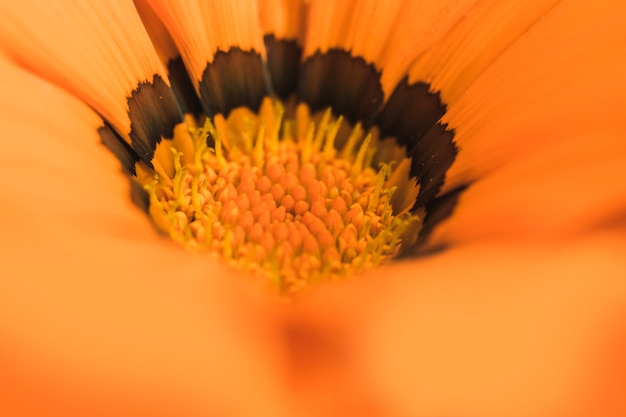Centro di meraviglioso fiore d&#39;arancio