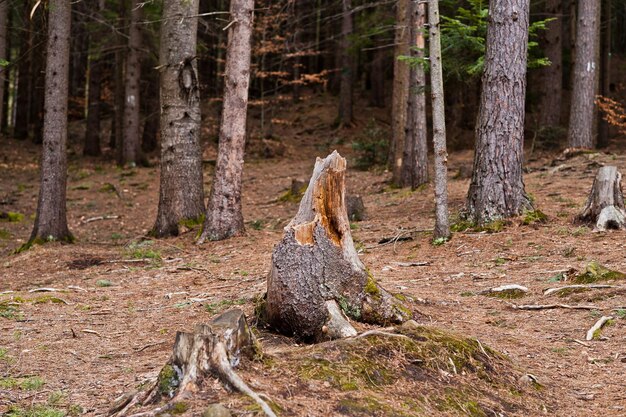 Ceppo di legno nella foresta bagnata nelle montagne dei Carpazi