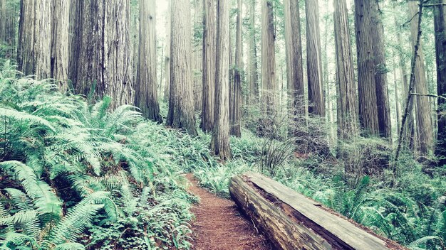 Ceppo di legno sul terreno di una grande foresta