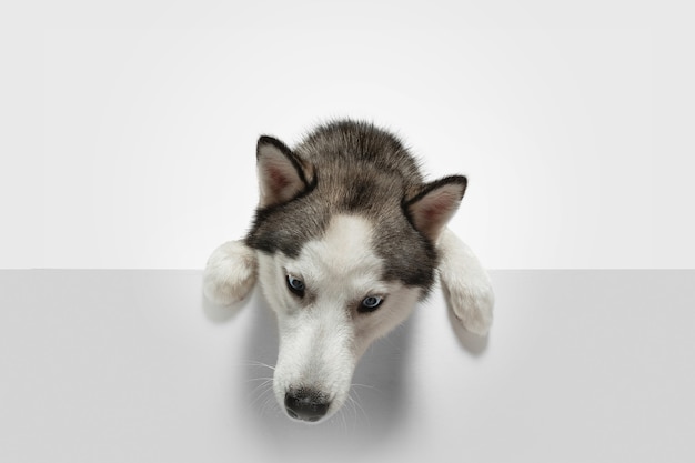 Cercando. Il cane da compagnia husky è in posa. Cagnolino grigio bianco giocoso sveglio o animale domestico che gioca sul fondo bianco dello studio. Concetto di movimento, azione, movimento, amore per gli animali domestici. Sembra felice, felice, divertente.