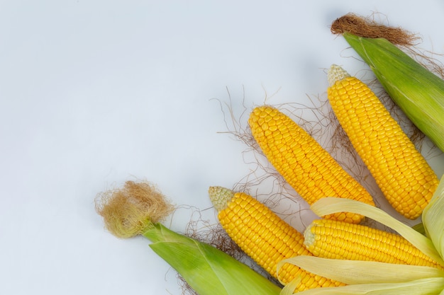 Cereale nel baccello isolato dal campo di grano sulla parete bianca.