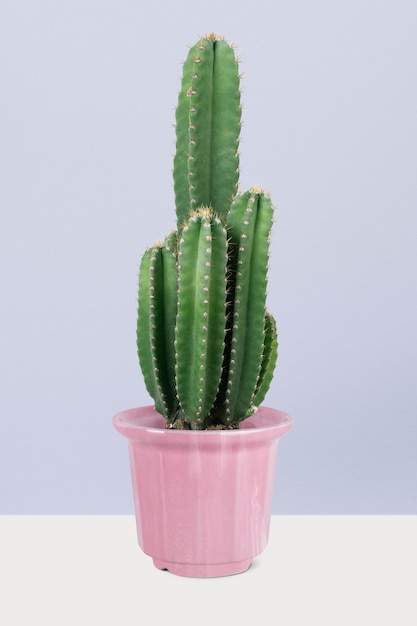 Cereus Cactus in vaso