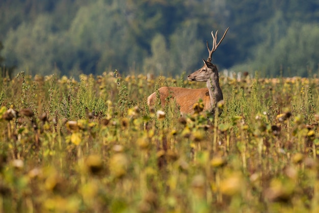 Cervi nell'habitat naturale durante il cervo rut