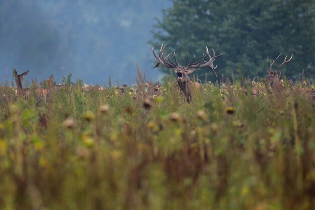 Cervi nell'habitat naturale durante il cervo rut