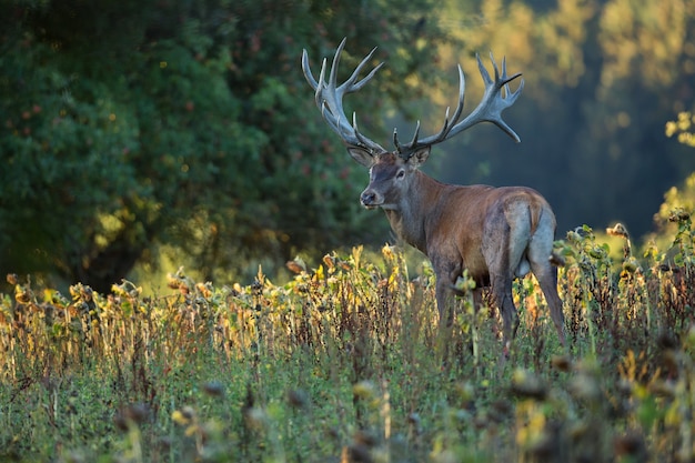 Cervi nell'habitat naturale durante il cervo rut