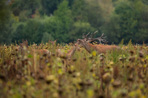 Cervi nell'habitat naturale durante il cervo rut