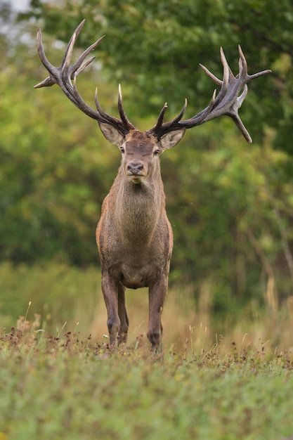 Cervi nell'habitat naturale durante il cervo rut