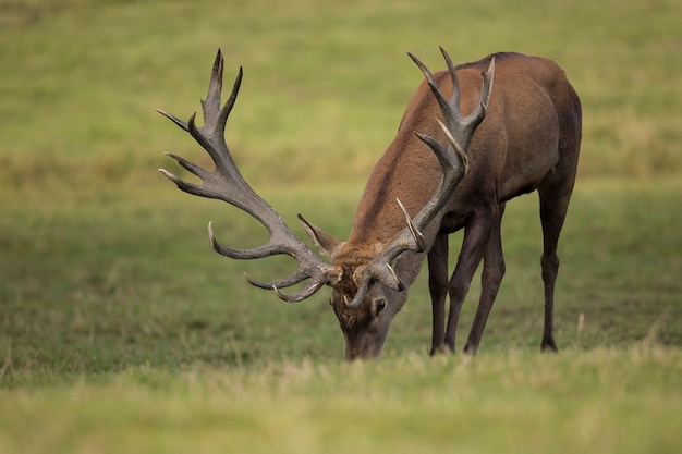 Cervi nell'habitat naturale durante la fauna europea della carreggiata dei cervi