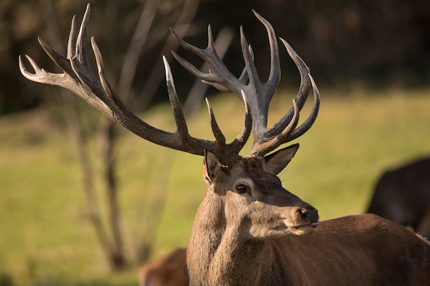 Cervi nell'habitat naturale durante la fauna europea della carreggiata dei cervi