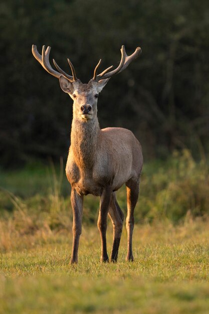 Cervi nell'habitat naturale durante la fauna europea della carreggiata dei cervi