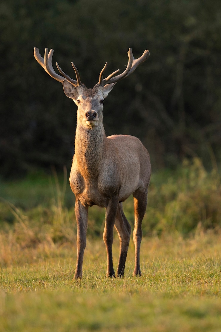 Cervi nell'habitat naturale durante la fauna europea della carreggiata dei cervi