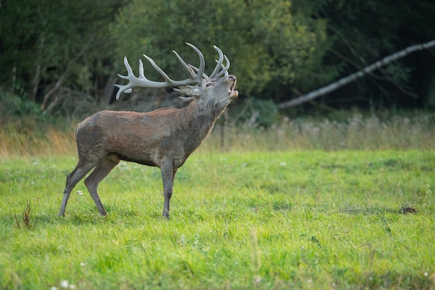 Cervi rossi nell'habitat naturale durante la fauna europea della carreggiata dei cervi