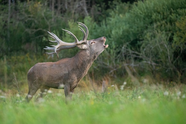 Cervi rossi sullo sfondo verde durante la carreggiata dei cervi nell'habitat naturale