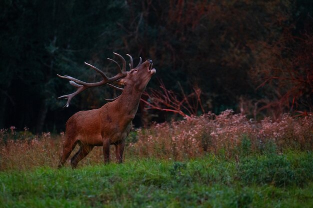 Cervi rossi sullo sfondo verde durante la carreggiata dei cervi nell'habitat naturale