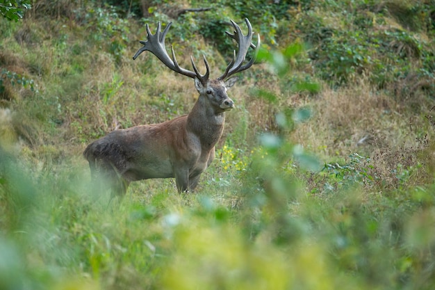 Cervi rossi sullo sfondo verde durante la carreggiata dei cervi nell'habitat naturale