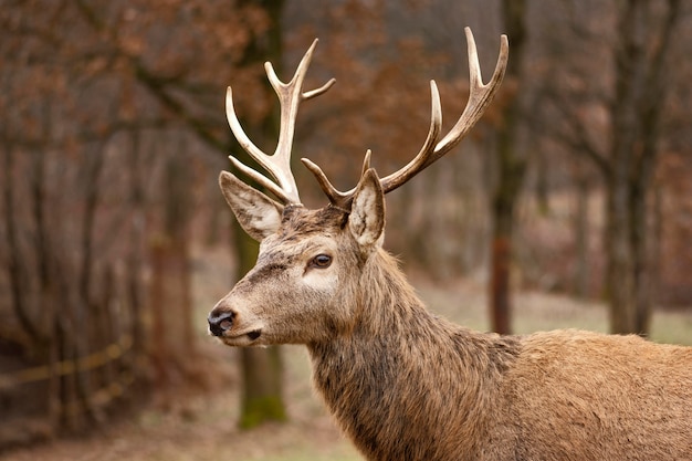 Cervo catturato nella foresta selvaggia