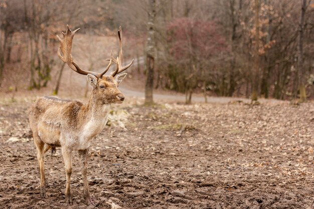 Cervo catturato nella foresta selvaggia