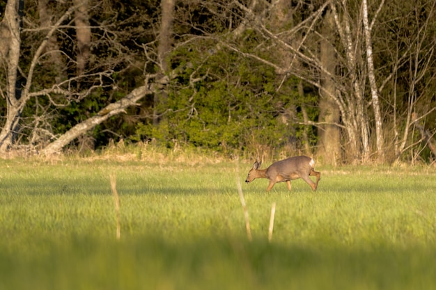 cervo che mangia su un campo in erba con alberi