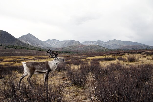 Cervo che si affaccia sulla Mongolia