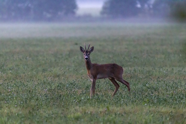 Cervo in piedi sul campo verde