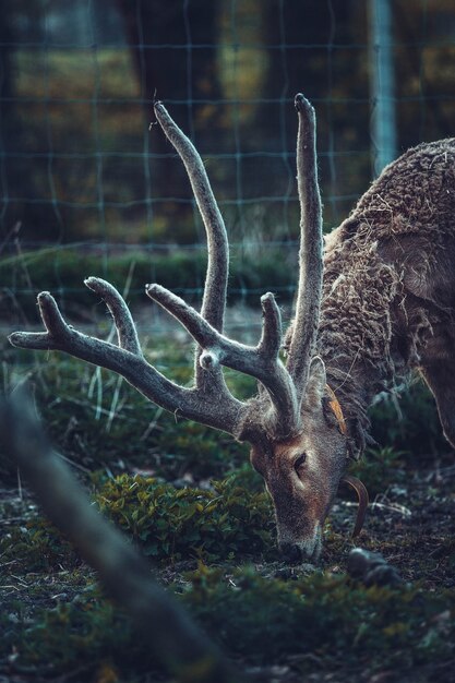 cervo marrone che mangia erba in una zona recintata